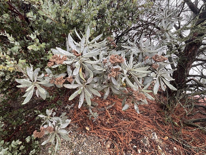 Eriodictyon traskiae subsp. smithii