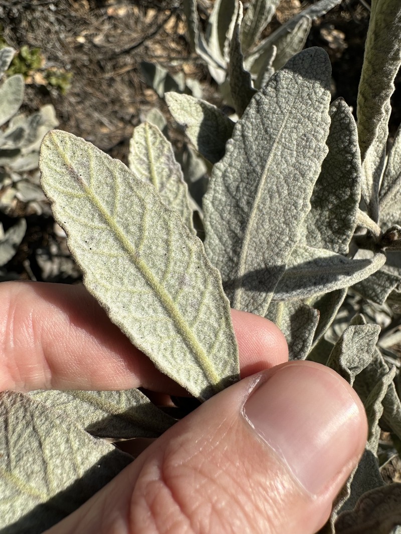 Eriodictyon traskiae subsp. smithii photo 2