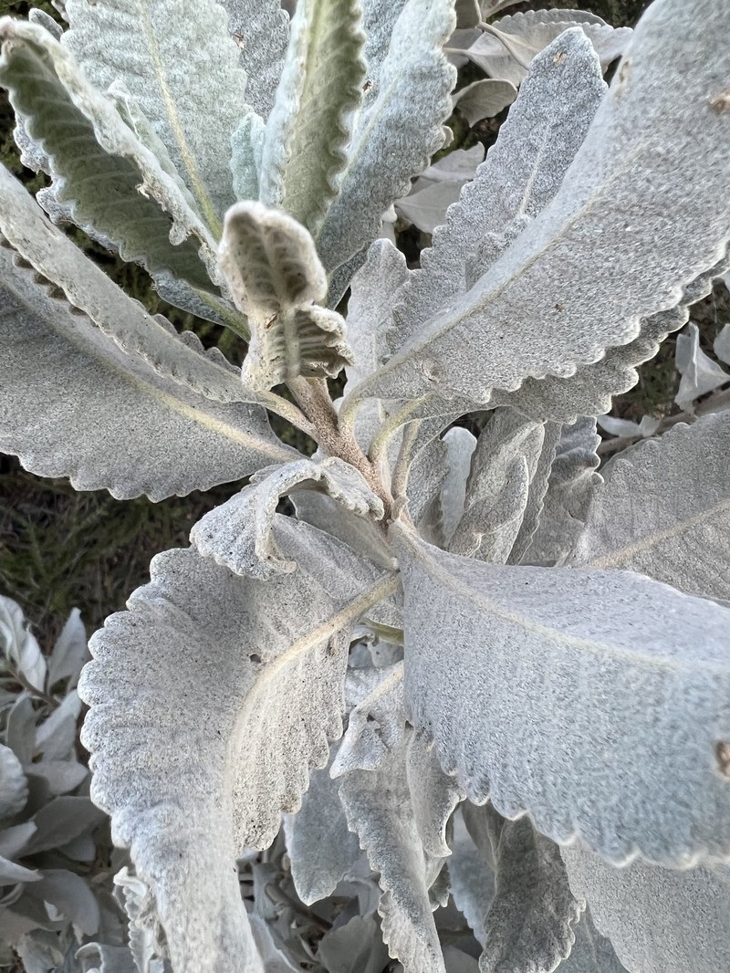 Eriodictyon traskiae subsp. smithii photo 3