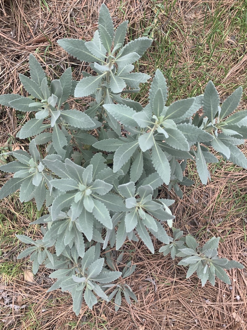 Eriodictyon traskiae subsp. smithii photo 4