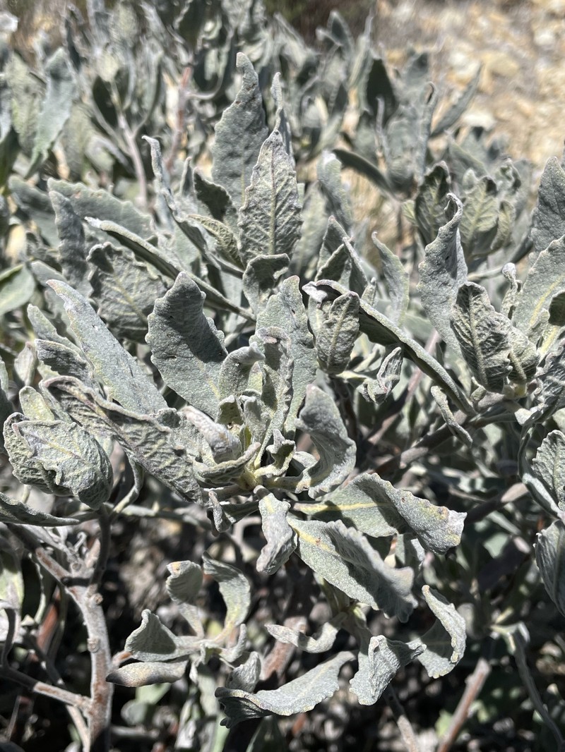 Eriodictyon traskiae subsp. smithii photo 5