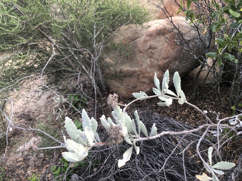 Eriodictyon traskiae subsp. smithii photo 6