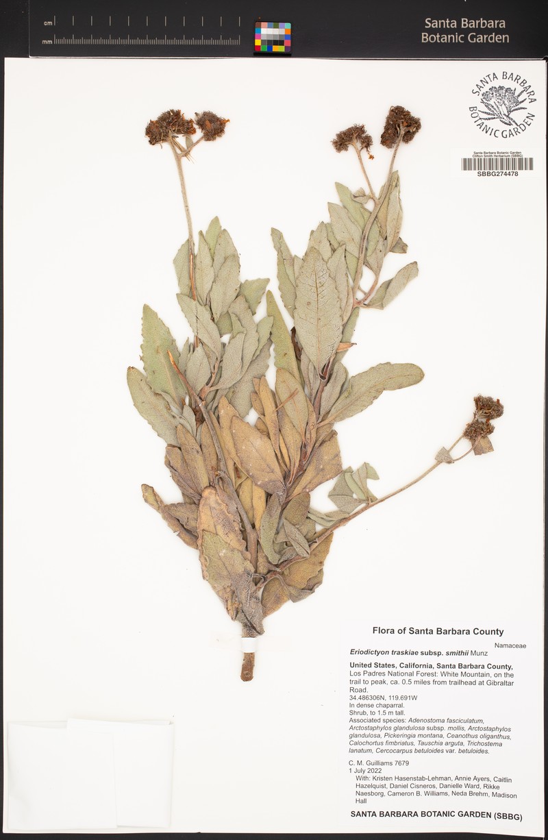 Eriodictyon traskiae subsp. smithii photo 7