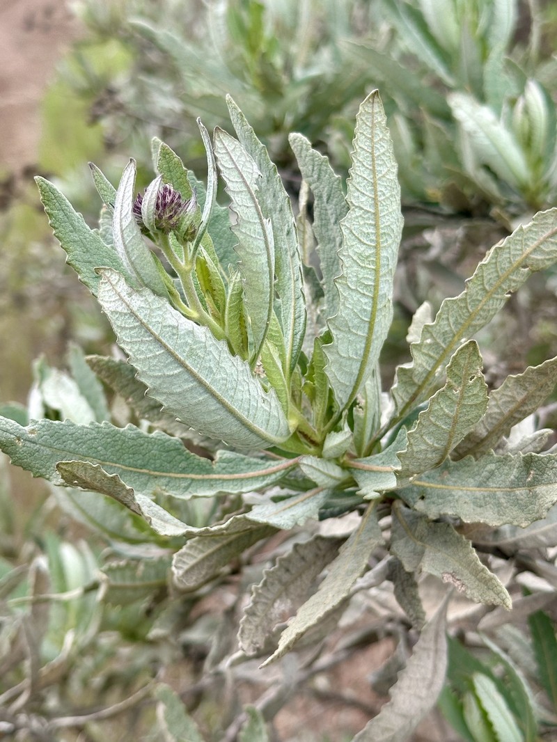 Eriodictyon traskiae subsp. traskiae