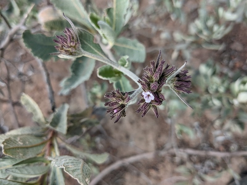 Eriodictyon traskiae subsp. traskiae photo 2