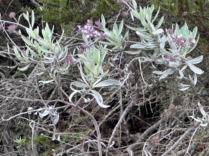 Eriodictyon traskiae subsp. traskiae photo 3