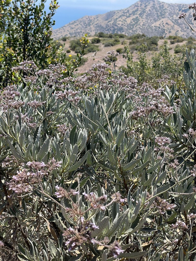 Eriodictyon traskiae subsp. traskiae photo 4