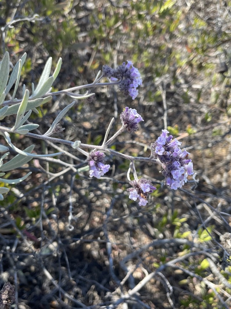 Eriodictyon traskiae subsp. traskiae photo 5