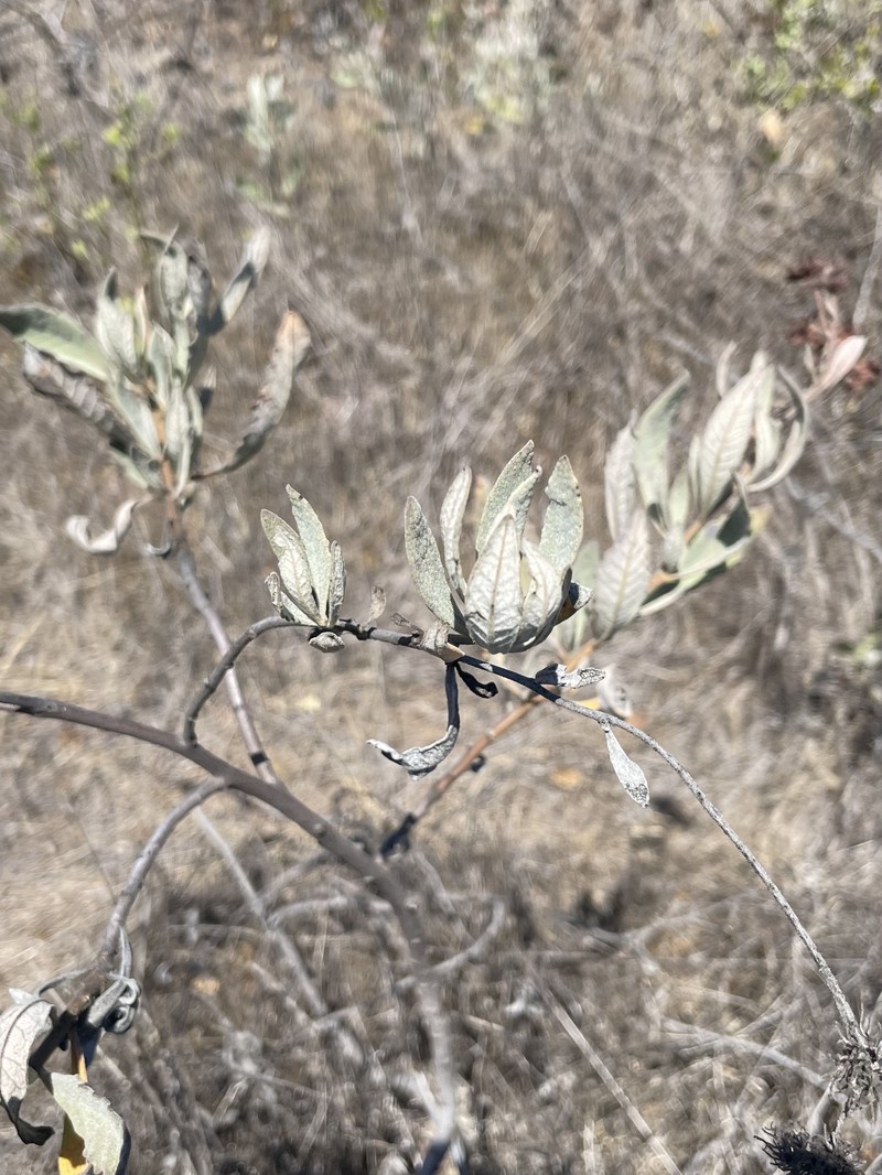 Eriodictyon traskiae subsp. traskiae photo 6