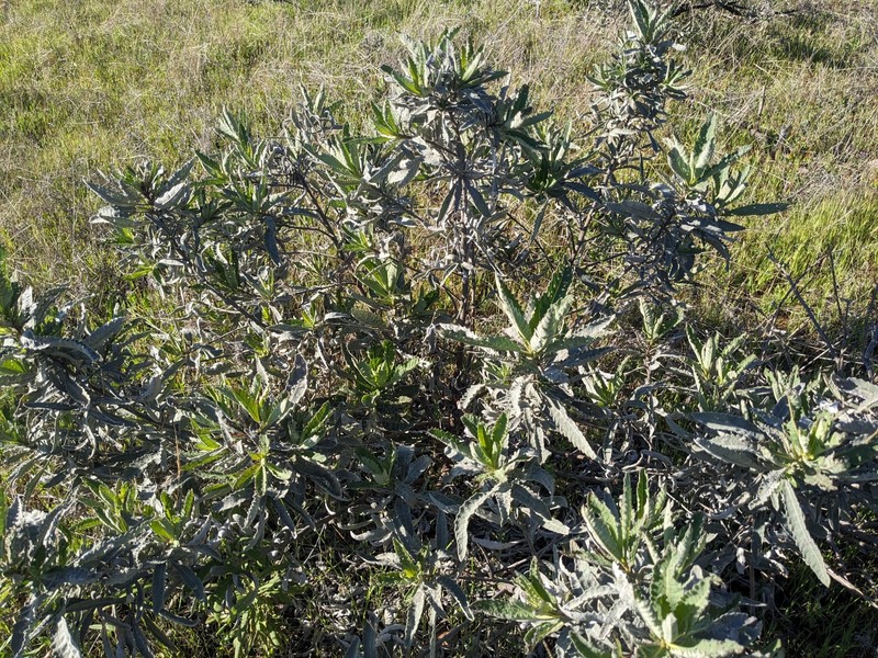 Eriodictyon traskiae subsp. traskiae photo 7