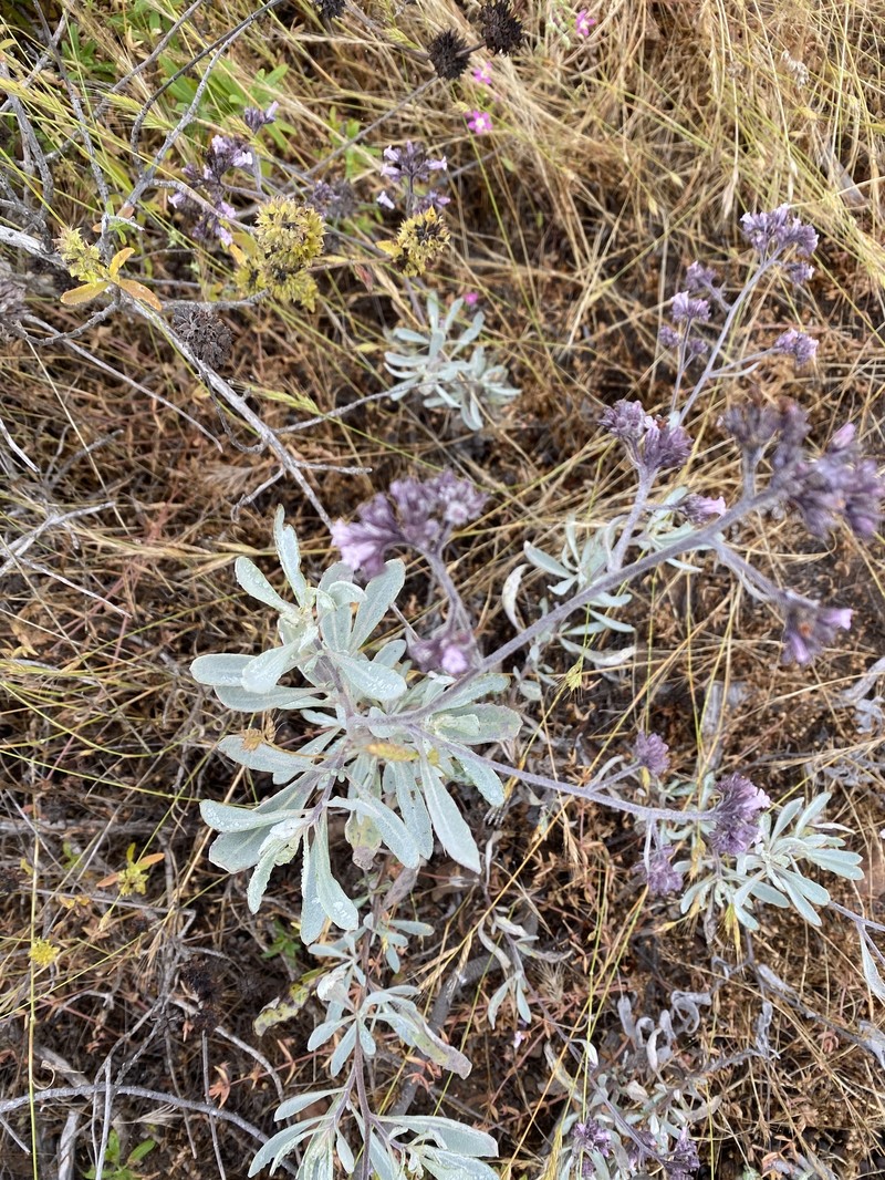 Eriodictyon traskiae subsp. traskiae photo 8