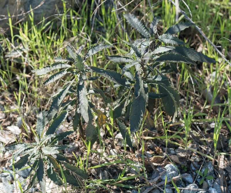 Hairy Yerba Santa