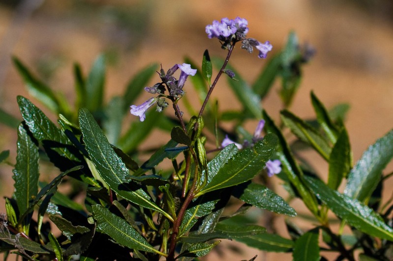 Hairy Yerba Santa photo 2