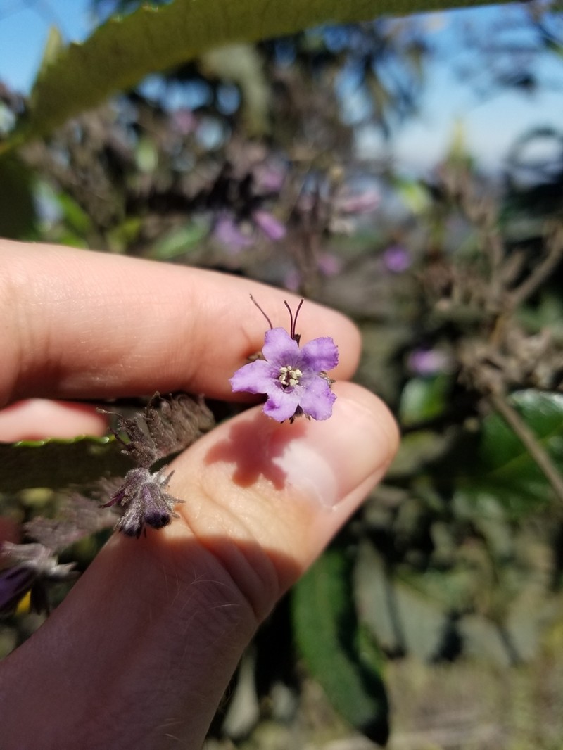 Hairy Yerba Santa photo 3