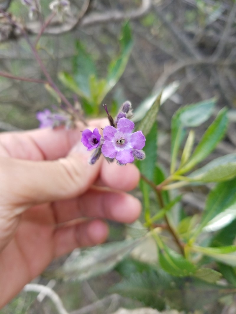 Hairy Yerba Santa photo 4