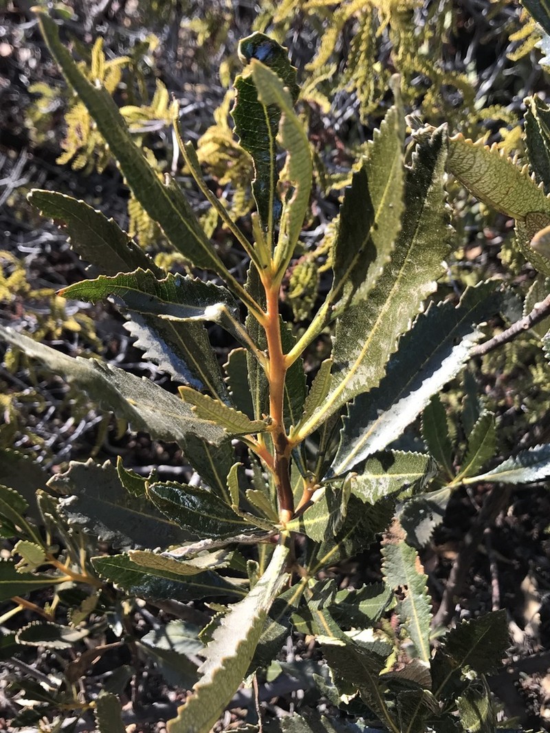Hairy Yerba Santa photo 6
