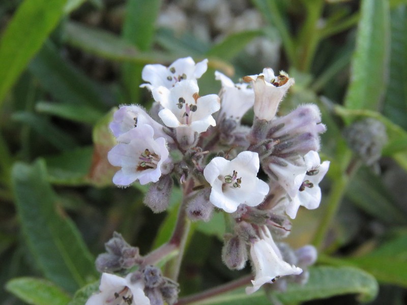 Hairy Yerba Santa photo 7