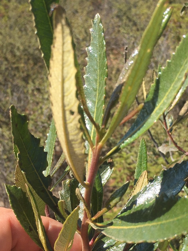 Hairy Yerba Santa photo 8