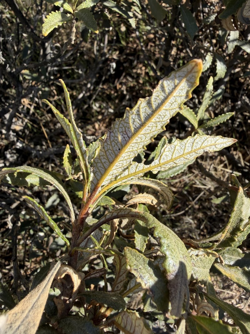 Eriodictyon trichocalyx var. lanatum