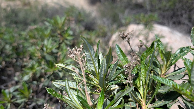 Eriodictyon trichocalyx var. lanatum photo 2