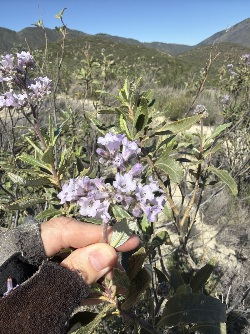 Eriodictyon trichocalyx var. lanatum photo 3