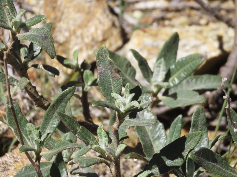 Eriodictyon trichocalyx var. lanatum photo 4