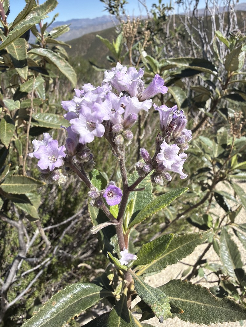 Eriodictyon trichocalyx var. lanatum photo 5
