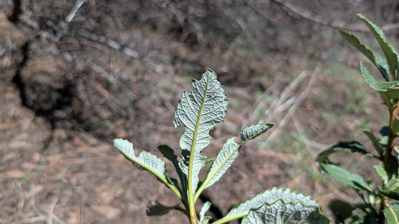Eriodictyon trichocalyx var. lanatum photo 6