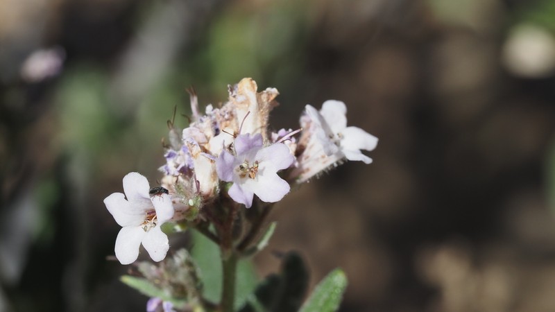 Eriodictyon trichocalyx var. lanatum photo 7