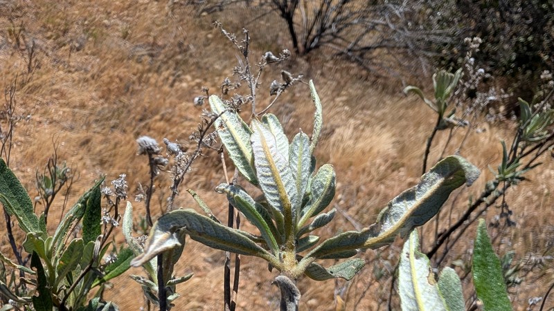 Eriodictyon trichocalyx var. lanatum photo 8