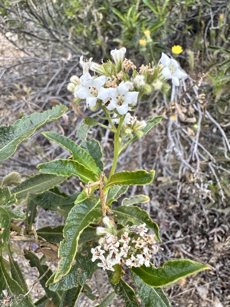 Eriodictyon trichocalyx var. trichocalyx