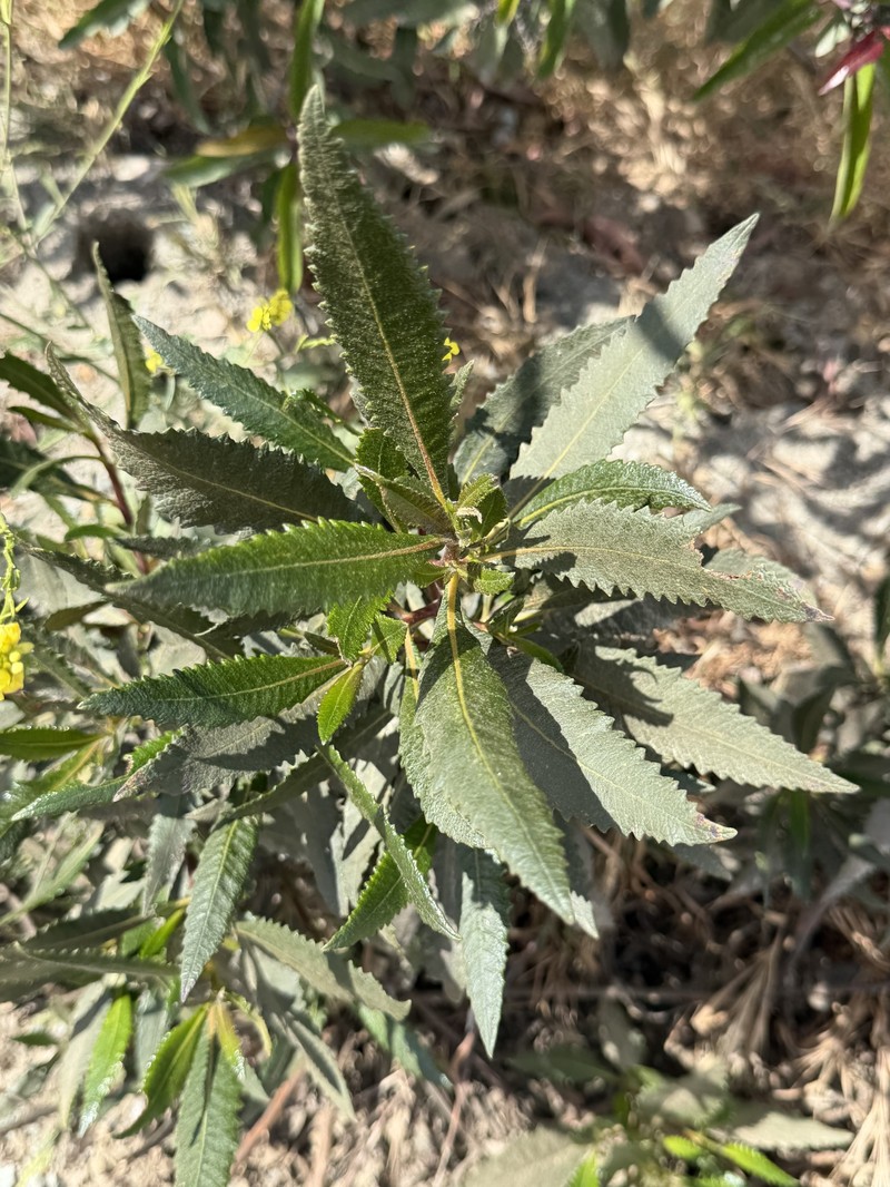 Eriodictyon trichocalyx var. trichocalyx photo 2