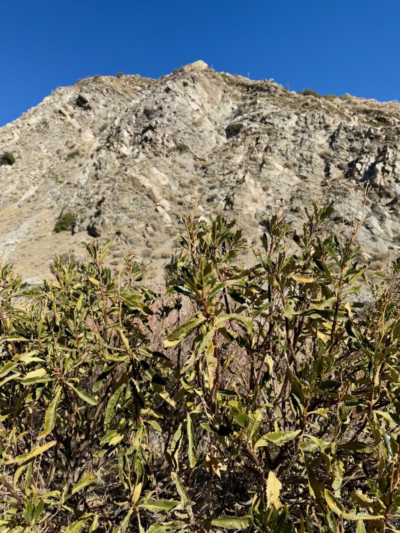 Eriodictyon trichocalyx var. trichocalyx photo 3