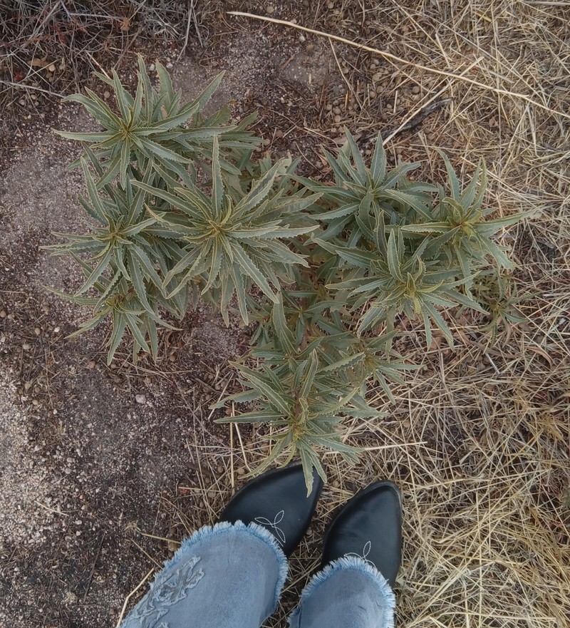 Eriodictyon trichocalyx var. trichocalyx photo 4