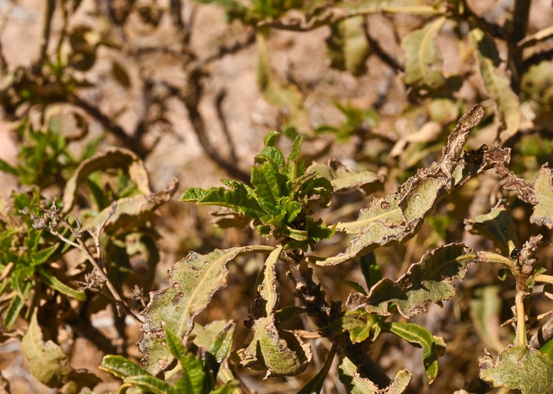 Eriodictyon trichocalyx var. trichocalyx photo 5