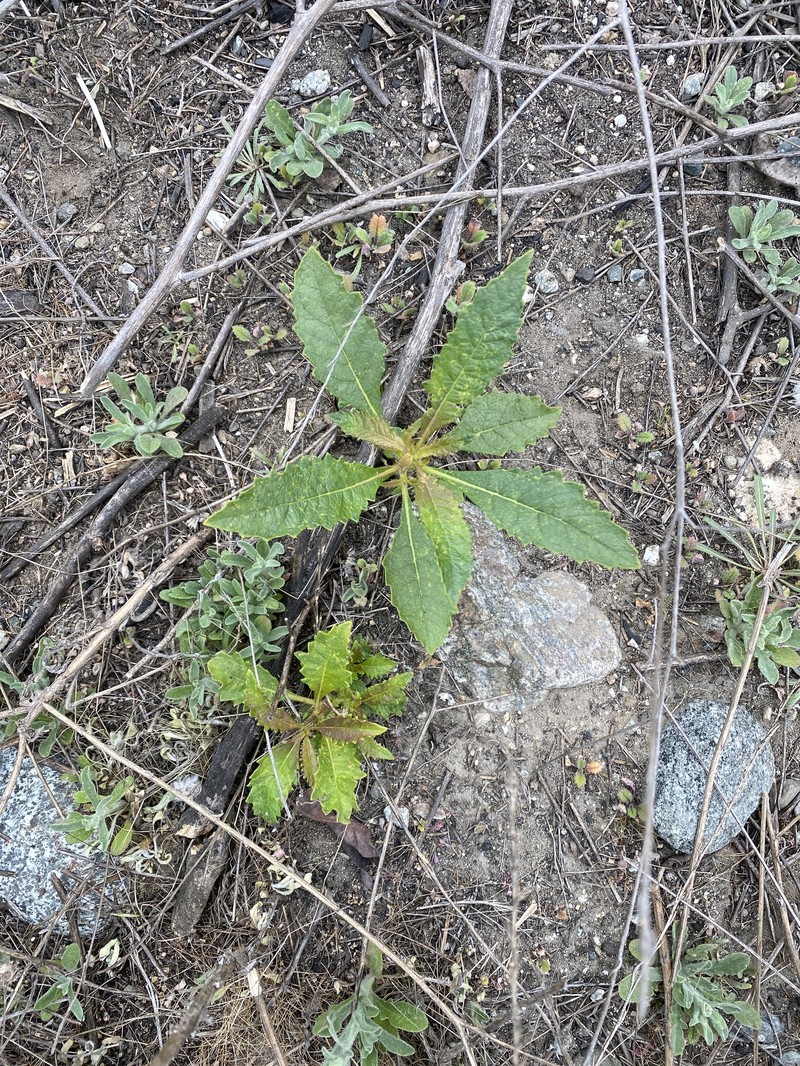 Eriodictyon trichocalyx var. trichocalyx photo 6