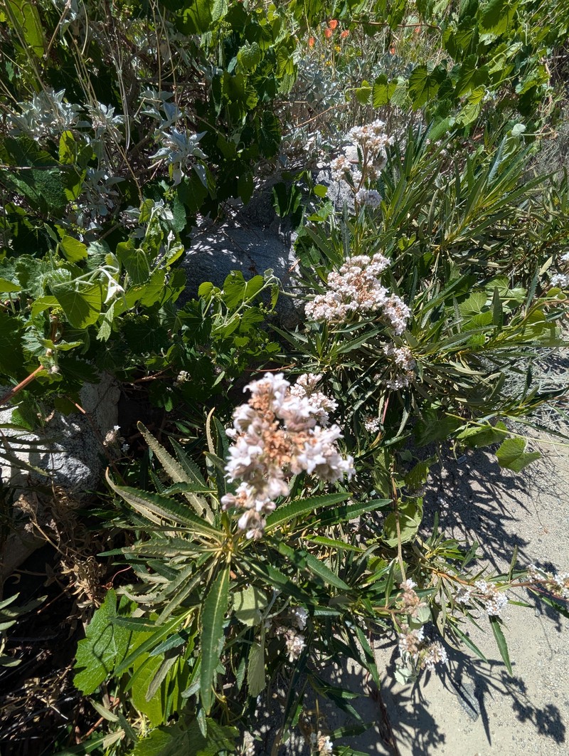 Eriodictyon trichocalyx var. trichocalyx photo 7
