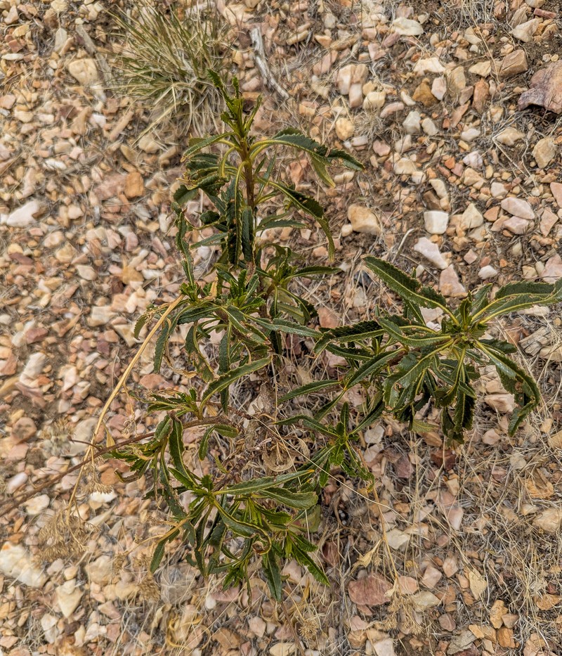 Eriodictyon trichocalyx var. trichocalyx photo 8