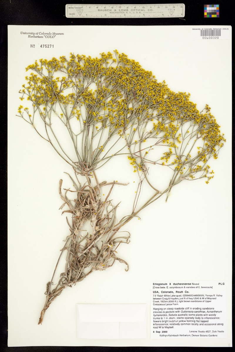 Buckwheat photo 3