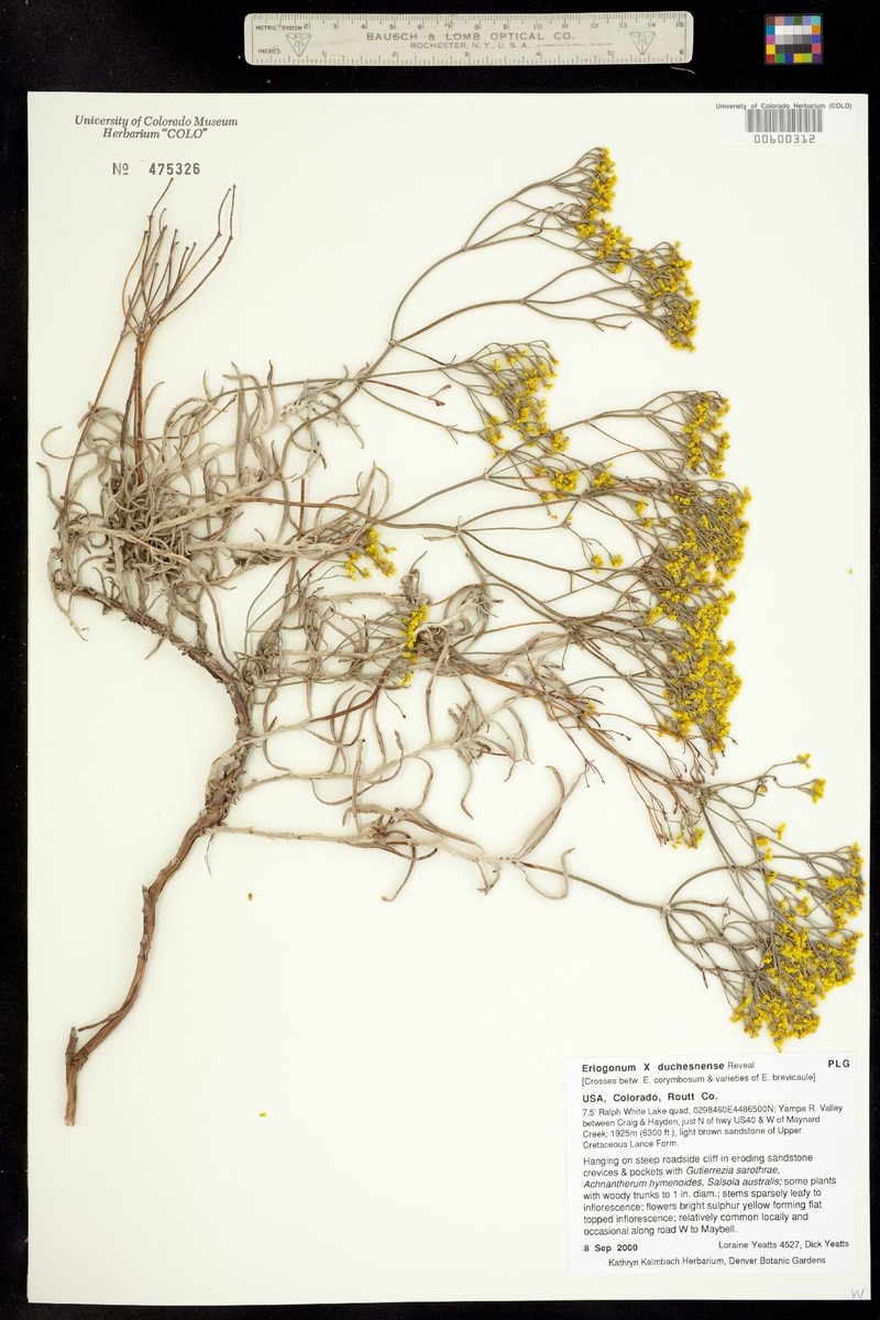 Buckwheat photo 4