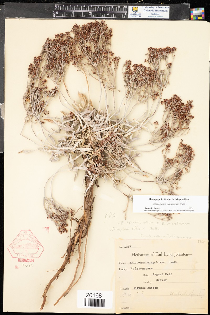 Buckwheat photo 4