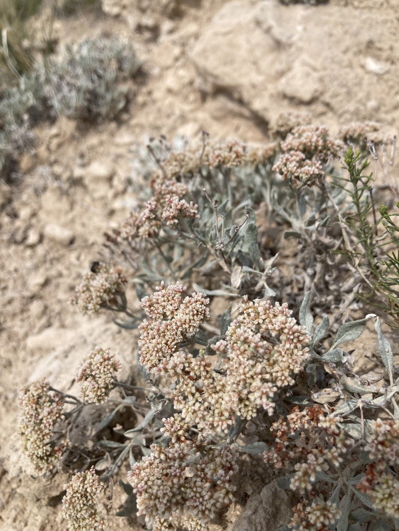 Buckwheat photo 2
