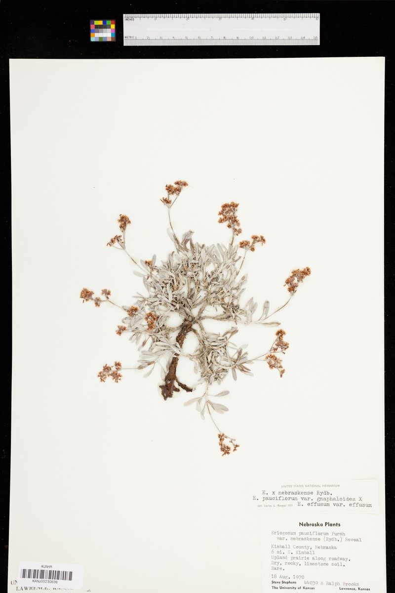Buckwheat photo 3
