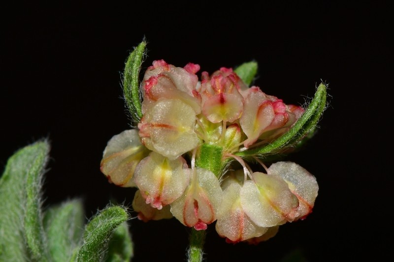 Abert's Buckwheat