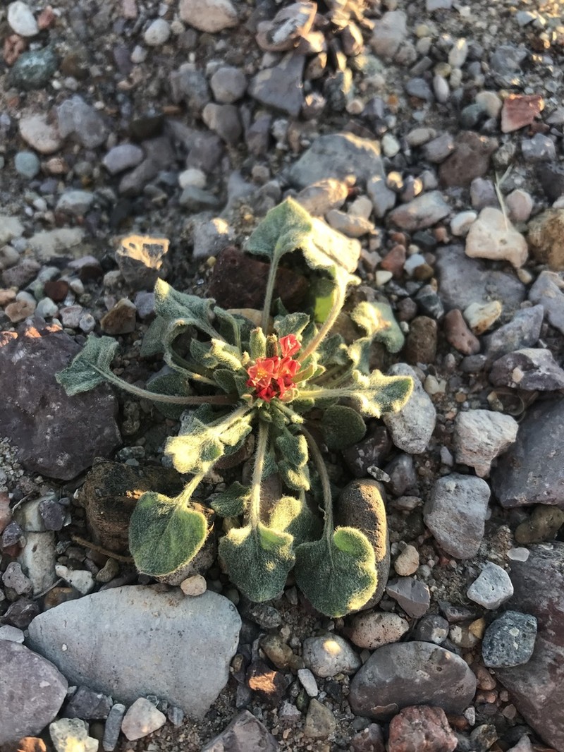 Abert's Buckwheat photo 2