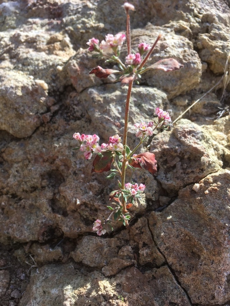 Abert's Buckwheat photo 3