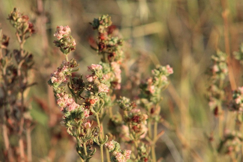Abert's Buckwheat photo 4