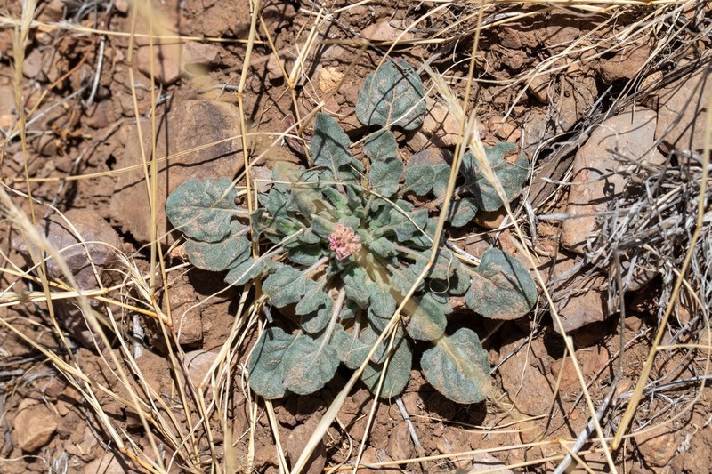 Abert's Buckwheat photo 5