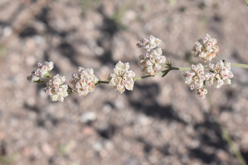 Abert's Buckwheat photo 6