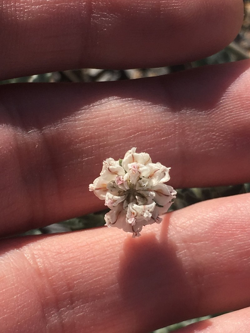 Abert's Buckwheat photo 7